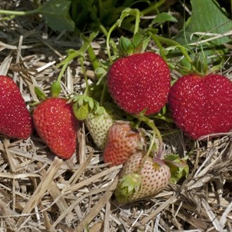 Albion Strawberry Plants