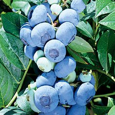 Darrow Blueberry Plants Blueberry Plants