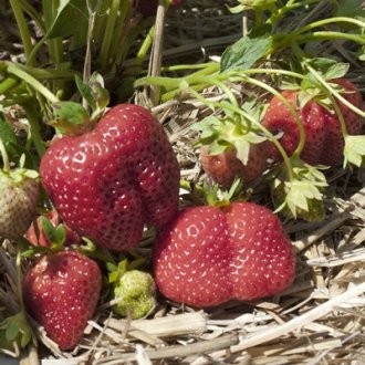 Portola Strawberry Plants