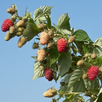 BP-1 Raspberry Plants