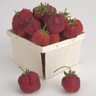 Junebearing Easy-Starter Strawberry