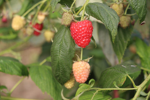 Spring 2023: Variety Spotlight: Mapema® Red Raspberry