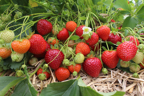 Five Reasons to Grow Your Own Strawberries