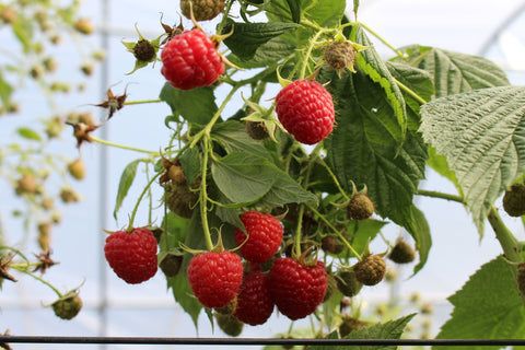 Spring 2022: Double Cropping Raspberries