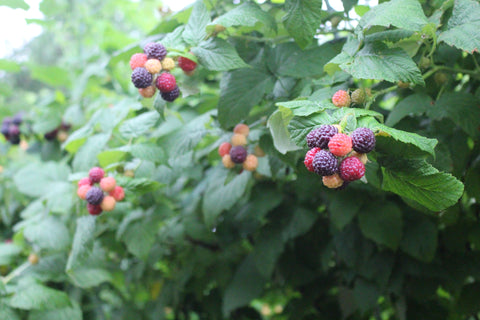 Fall 2022: Canopy Management in Bramble Production