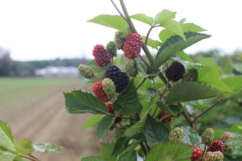 Fall 2022: Hot Topics in Small Fruit Weed Control