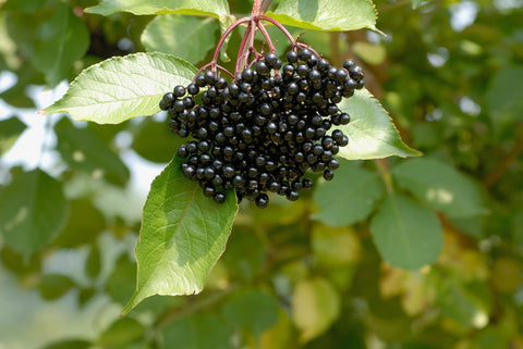 The Power of Elderberry