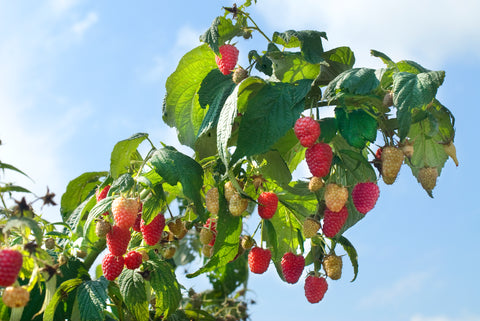 Fall 2023: The Ins and Outs of Primocane/Fall-Bearing Raspberry Production