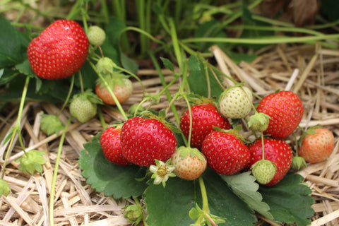 Fall 2023: Strawberry Varieties and Their Performance