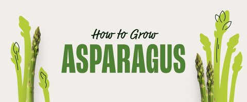 How to Grow Asparagus