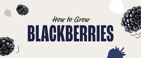 How to Grow Blackberries