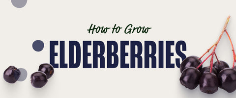 How to Grow Elderberries