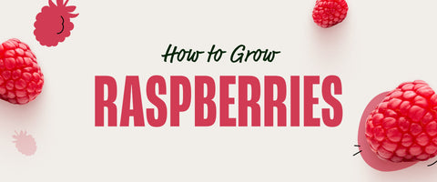 How to Grow Raspberries