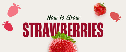 How to Grow Strawberries