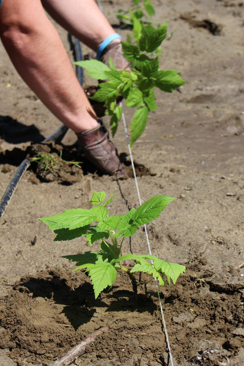 What to Expect After Planting