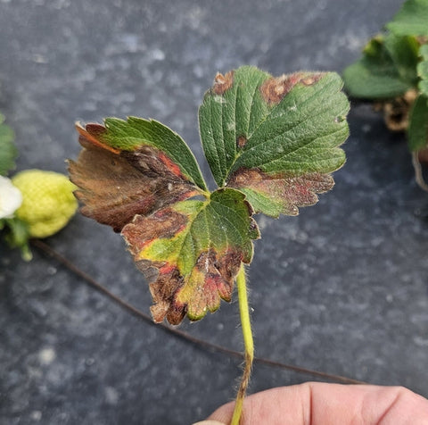 Fall 2024: Strawberry Growers Alert! Safeguarding Your Crop Amid Neo-P Disease Concerns