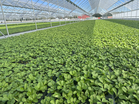 Nourse Farms Grows Differently, Mitigating Risks Through Smart Growing Practices