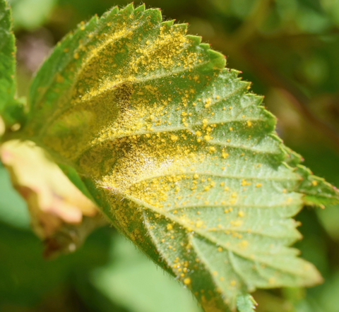 Spring 2022: Key Rust Diseases in Brambles