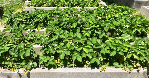 Raised Bed Gardening