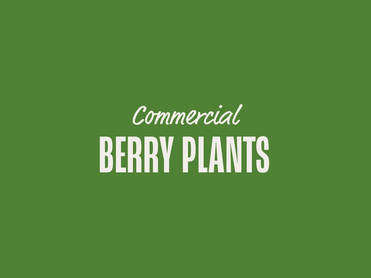 Berry Plants (Commercial) – Page 2 – Nourse Farms