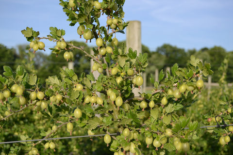 Invicta Gooseberry