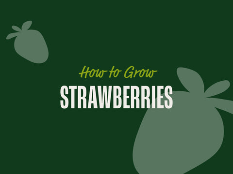 How to Grow Strawberries