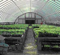 Greenhouse at Nourse Farms