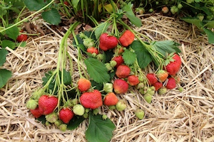 https://www.noursefarms.com/resources/images/berries/Strawberries%204%20strawberry%20plants%20and%20berries.JPG