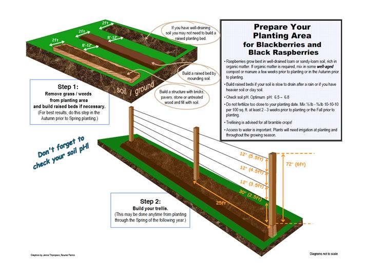 prepare your space for blackberry planting