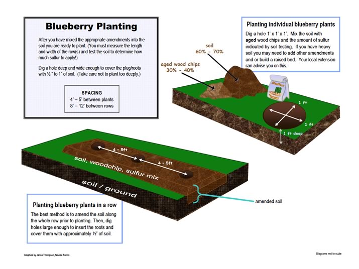 blueberry planting