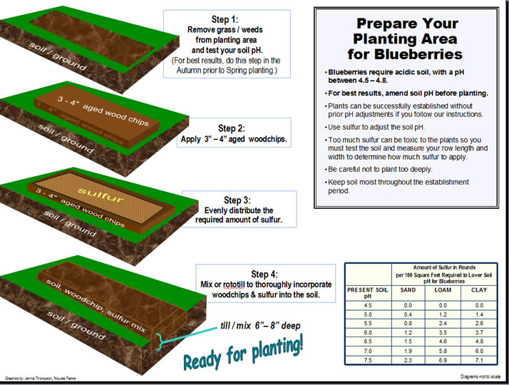 prepare your space for blueberry planting
