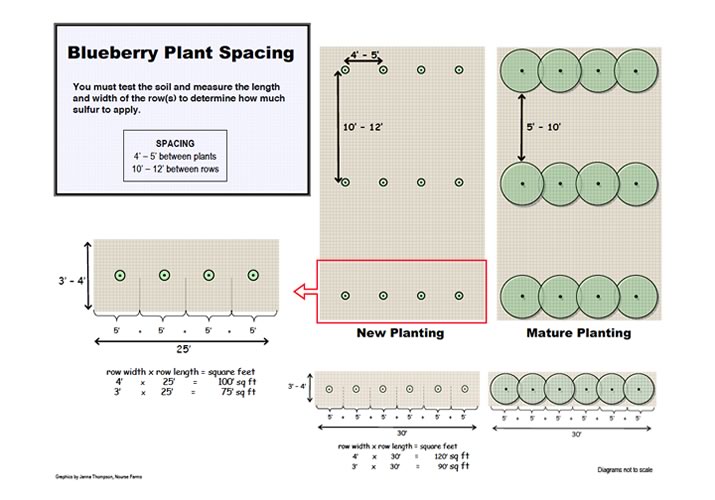 blueberry spacing