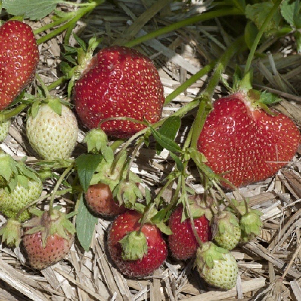 Allstar Strawberry Plant