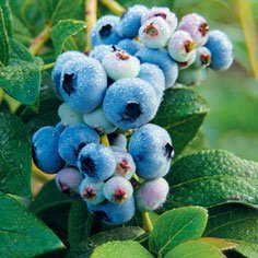 All Season Blueberry Collection Blueberry Blueberry