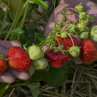 Flavorfest Strawberry Plants