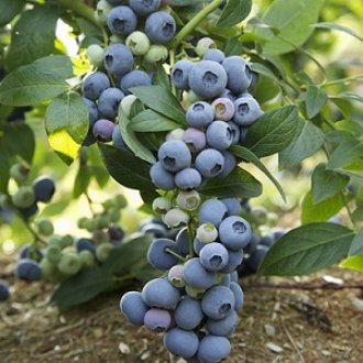 Last Call Blueberry Plants