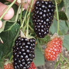 Natchez Blackberry Plants Blackberry Plants