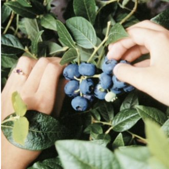 Northblue Blueberry Plants