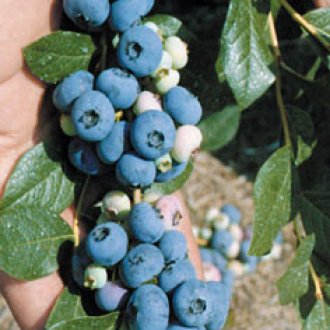 Patriot Blueberry Plants