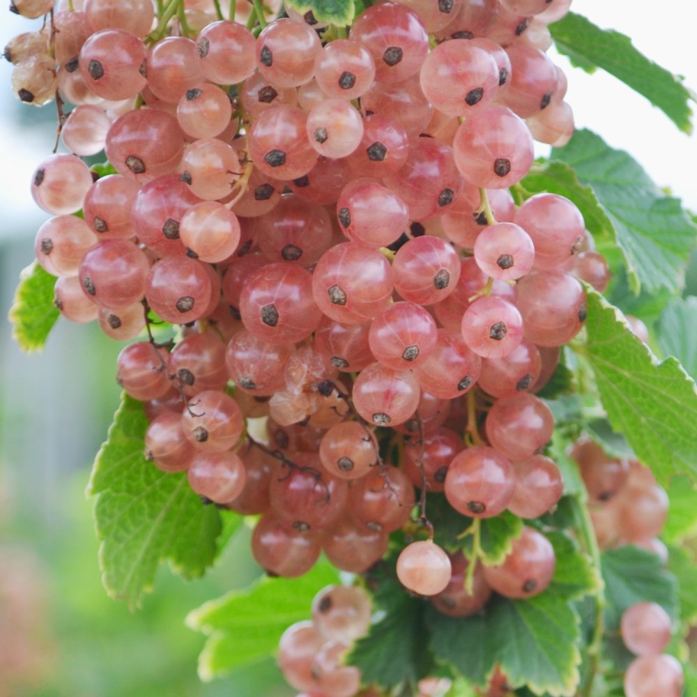 Pink Champagne Currant Plant