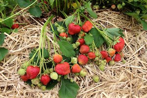https://noursefarms.com/uploaded/thumbnails/Strawberries%204%20strawberry%20plants%20and%20berries_2050_400xauto.jpg