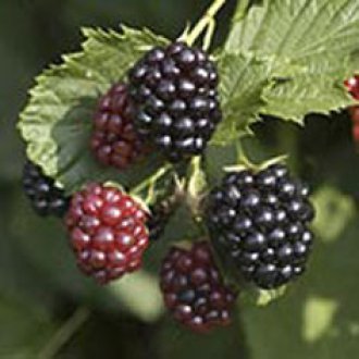 Triple Crown Blackberry Plants