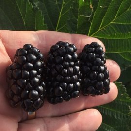 Caddo Blackberry Plants Blackberry Plants