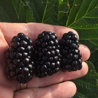 Caddo Blackberry Plants