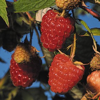 Caroline Raspberry Plants