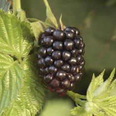 Chester Blackberry Plants Blackberry Plants
