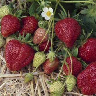 Darselect Strawberry Plants