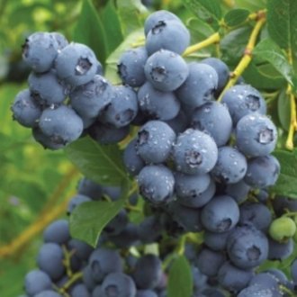 Duke Blueberry Plants