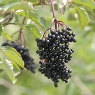 Samdal Elderberry Plants