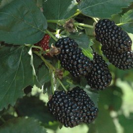 Prime-Ark® Freedom Blackberry Plants Blackberry Plants